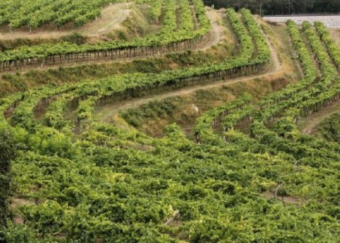 Sanamaro, el vino blanco de parcela de Pazo de San Mauro para celebrar el Día de Galicia