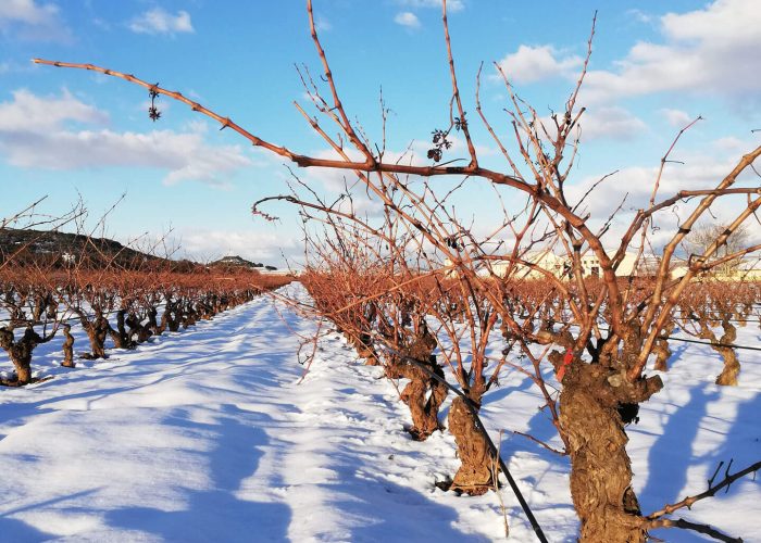 Bodegas y Viñedos del Marqués de Vargas analiza los efectos beneficiosos del temporal Filomena para la próxima cosecha