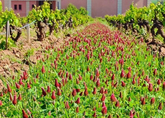 Bodegas y Viñedos del Marqués de Vargas avanza en su compromiso con la sostenibilidad de sus viñedos