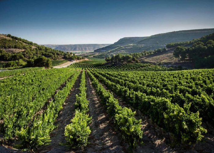 Conde de San Cristóbal celebra el día de Castilla y León con Reserva Especial, su tinto más exclusivo con esencia a Ribera del Duero
